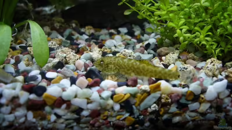 Neuankömmling (verstorben) von Sunnyboy_72 (18)