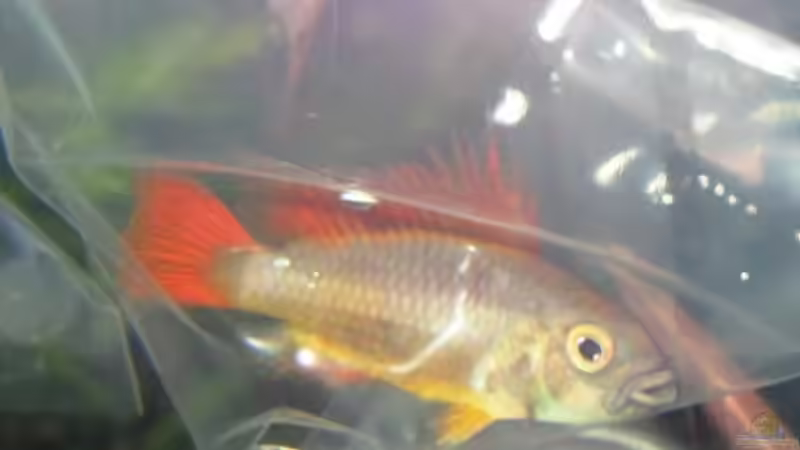 Neuankömmling von furt (35)