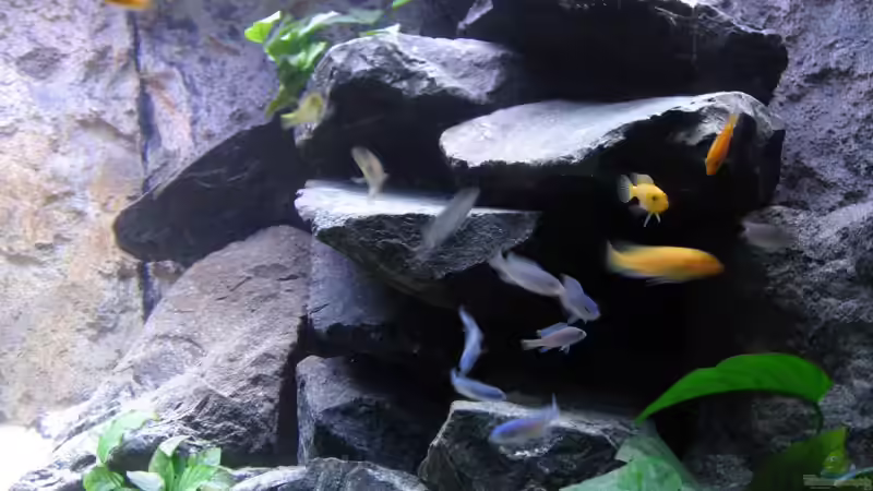 Neuankömmlinge von Klaus Traxler (6)