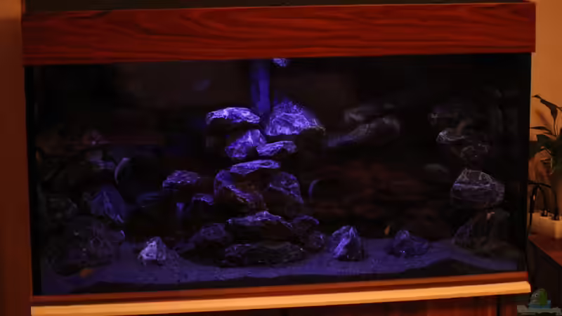 Neue Abdeckung von Friedeberg in Nussbaum  von Sergio10 (10)