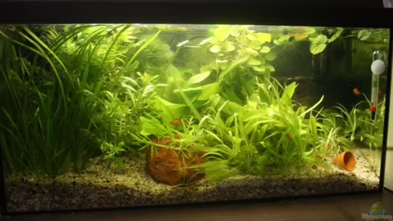 Neue Ansicht 14.12.2010 von Rotwein (1)