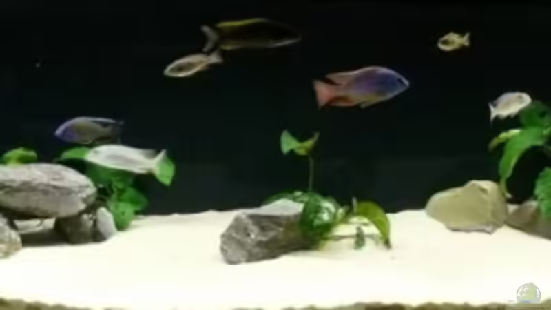 Neue Ansicht mit Schwarzer Rückfolie von Dominik Steigewald (5)