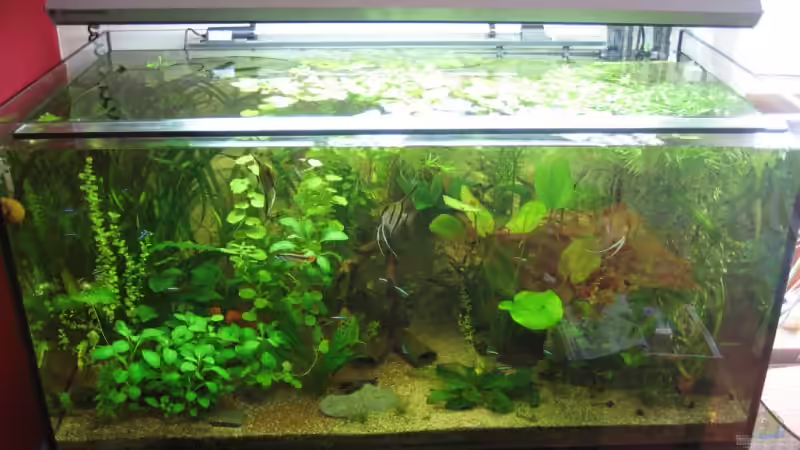 neue Ansicht vom 10.08.08 von xmarkusx (5)