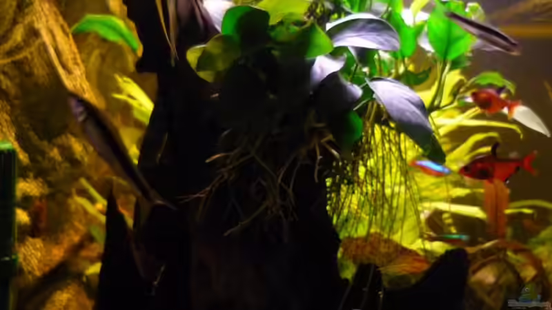 Neue Anubia Barteri Bestückung von Red ( Jürgen ) (11)