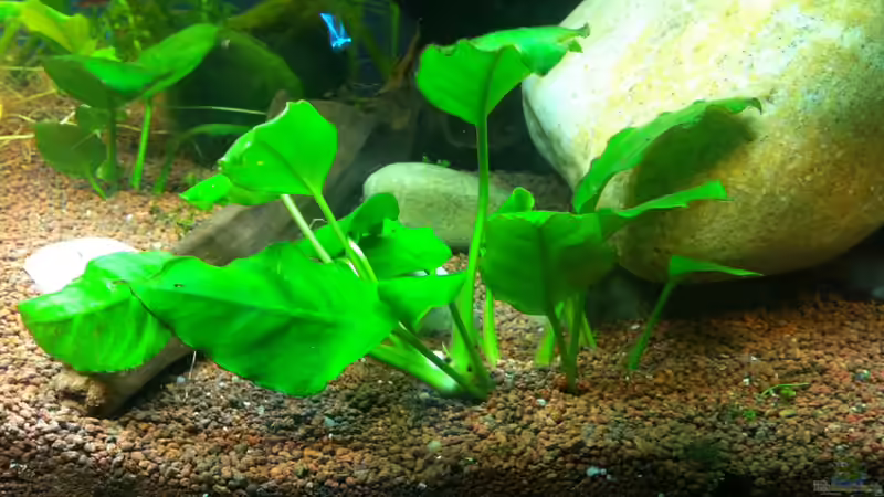 neue Anubias von linlan (6)