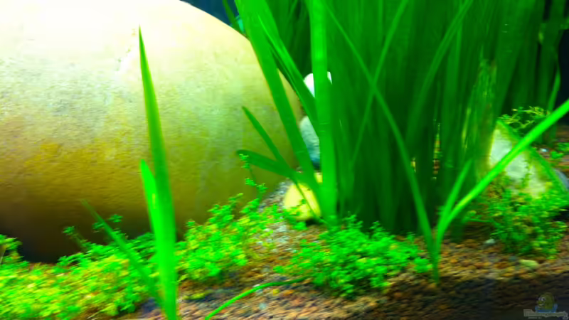 neue Ausleger  von linlan (15)