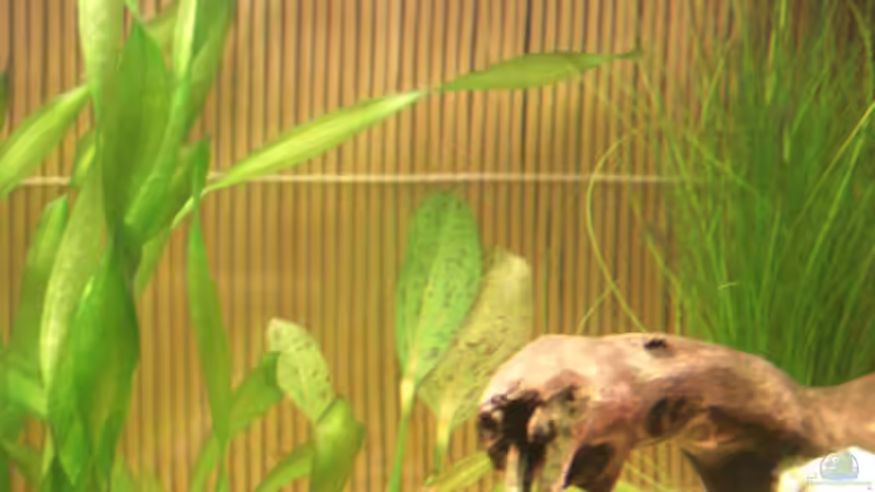 neue Bambus-Rückwand am 24.11.2007 von Büdi II (9)