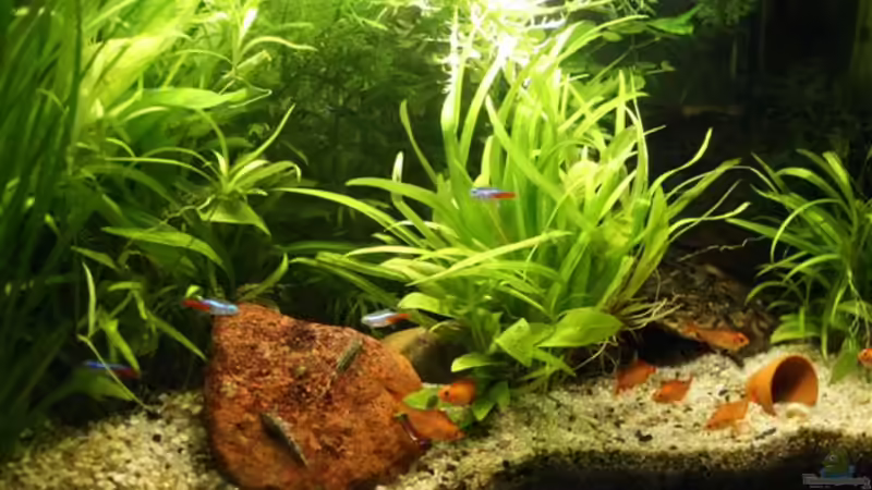 Neue Beckenansicht 16.01.2011 von Rotwein (3)