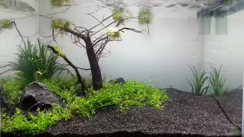 Neue Beckengestaltung von Schnegge (5)