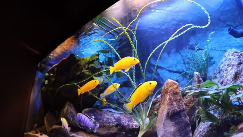 Neue Beleuchtung von chanty (5)