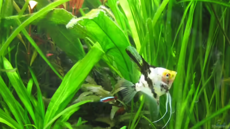 neue Bewohner 1 von 4 Skalaren von Mieze2010 (5)