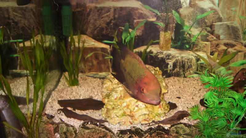 neue Bilder 10.März 2012 von fischmutti (29)