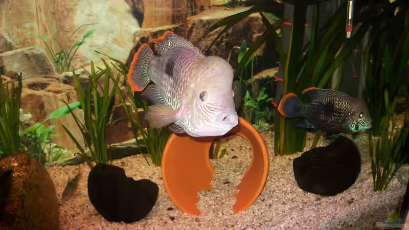 neue Bilder 10.März 2012 von fischmutti (31)