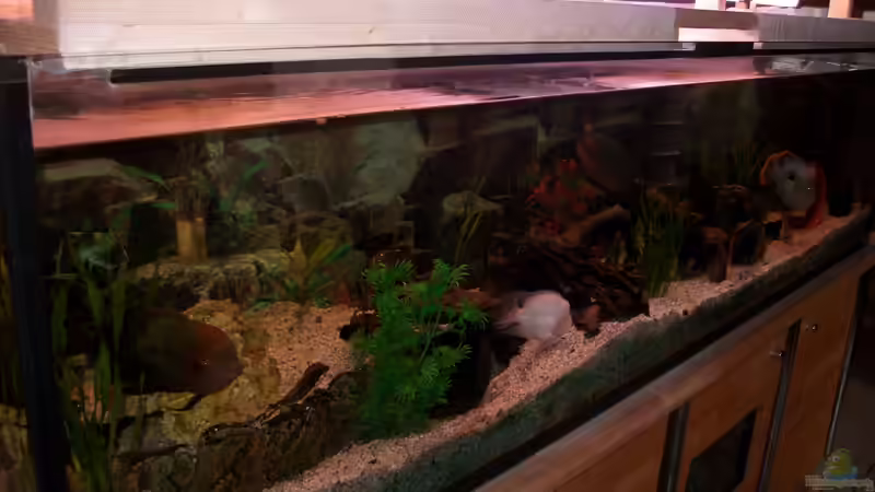 neue Bilder 10.März 2012 von fischmutti (32)