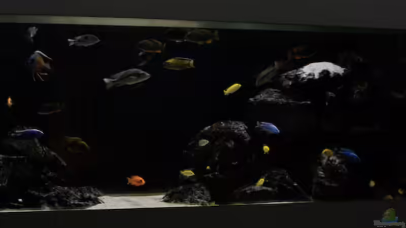 Neue Bilder Feb.2010 von Ralf Bauer (7)