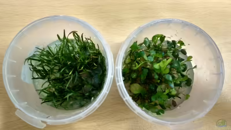 neue Bodendecker: Lilaeopsis brasiliensis und Marsilea crenata von Lily (29)