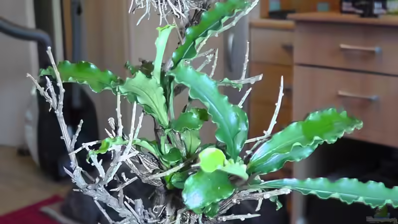 Neue Bucephalandras (oben: needle Leaf / unten: Wavy Leaf) von Gallius (8)