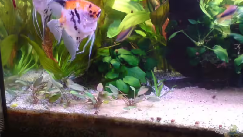 neue Cryptocoryne von Sebastian Becker (11)