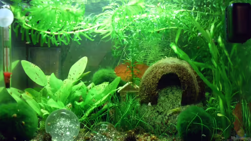 neue Deko von Brausefisch (11)