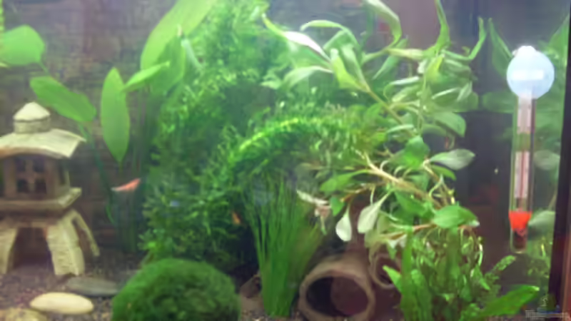 Neue Dekoration von Brausefisch (12)