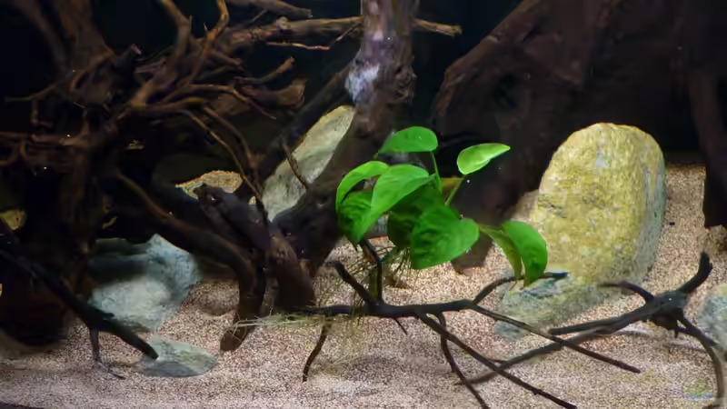 neue Eindrücke, schon mit etwas ´Farbe´ auf den Steinen *05.04.2013* von lützkopf (9)