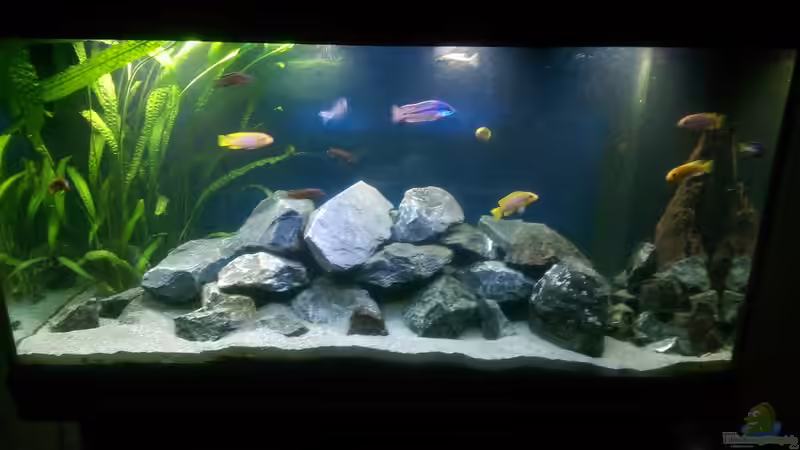 Neue Einrichtung :)  von Fishes4Life (1)