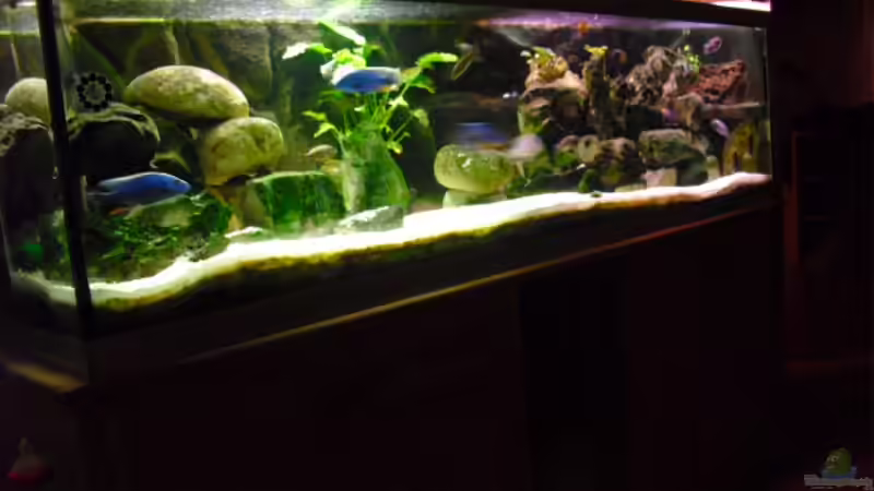 Neue Einrichtung von FischfanAQ (5)