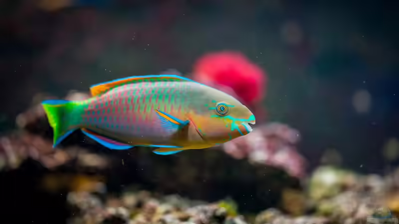 Neue Erkenntnisse in der Aquaristik: Trends, Forschungsergebnisse und Innovationen für moderne Aquarienfreunde