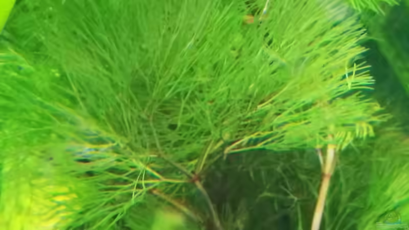 neue Farnpflanze eingesetzt - leider weiß ich den Namen nicht von Sven2501 (9)