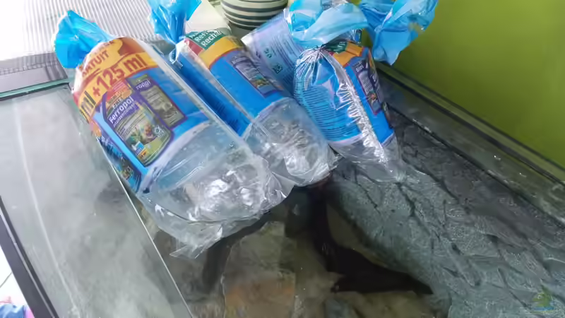 Neue Fische 8.07.2012 von Pierre (15)