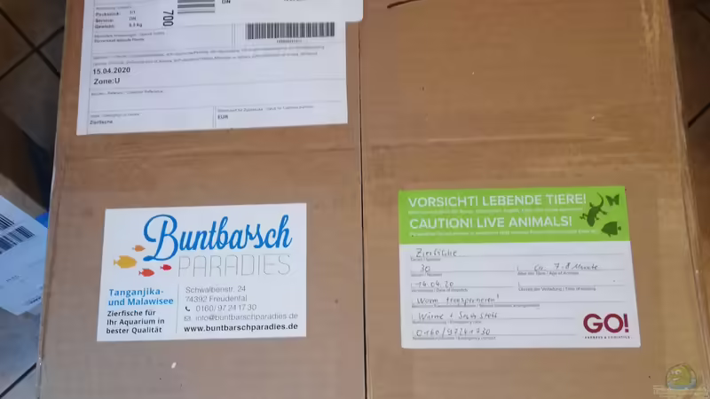 Neue Fische aus dem Buntbarschparadies