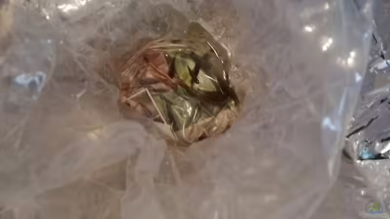 Neue Fische aus dem Buntbarschparadies