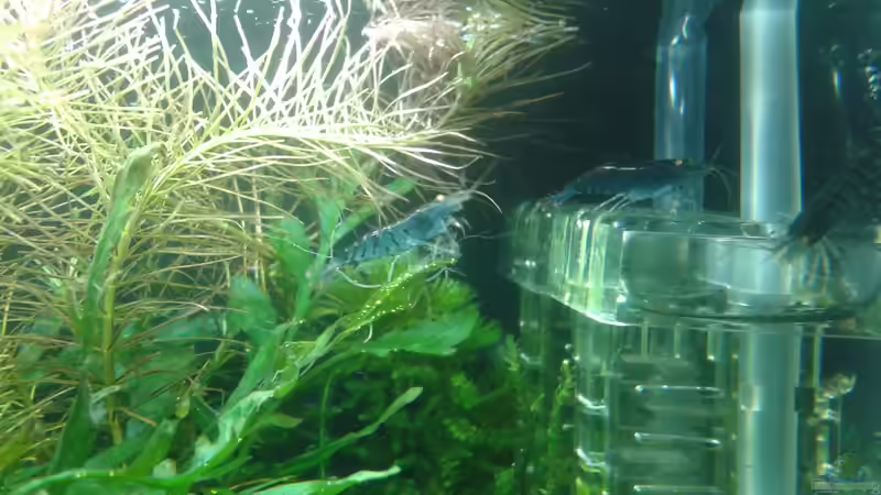 Neue Flipper werden untersucht, Mitte 05.2016 von Kai M (25)