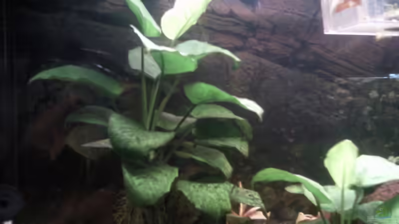 Neue Folienrückwand am Becken ( Ausschnitt ) von mikael38 (9)