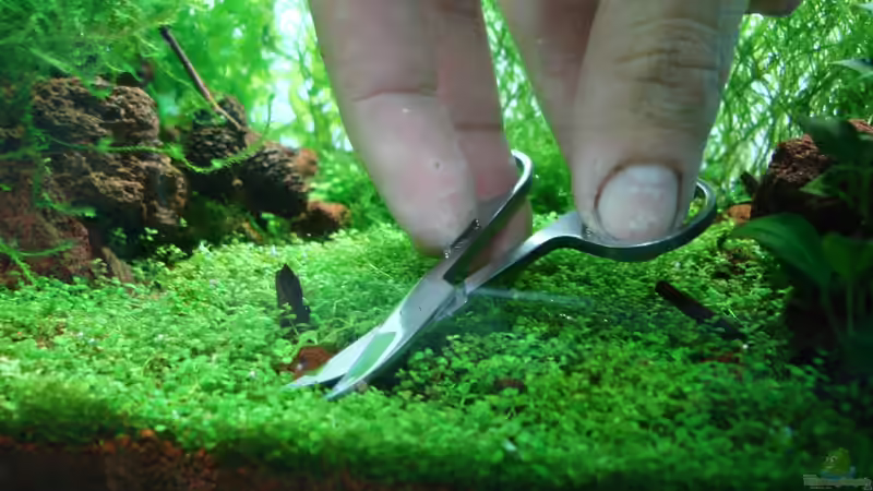 Neue Frisur_1 von cantiga (9)