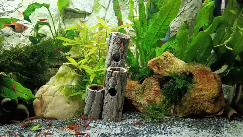 Neue Garnelenhöhle.  von odin 68 (32)