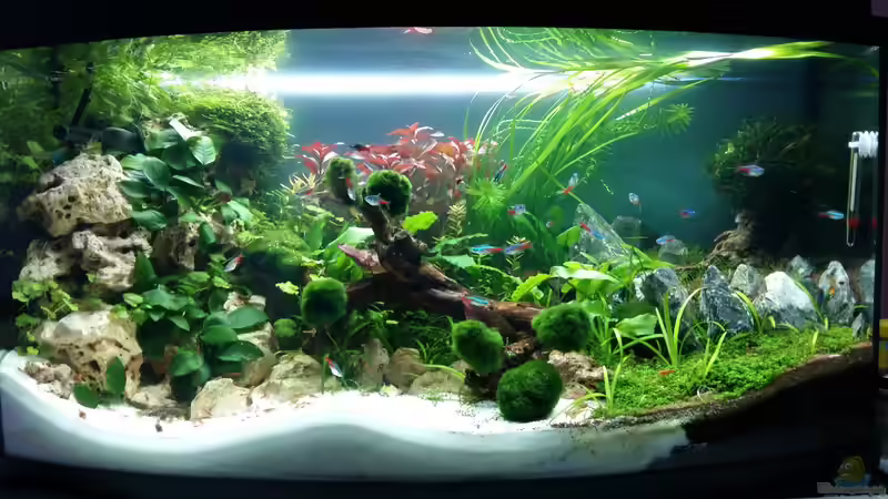 neue Gesamt Ansicht  von Spawngrow (19)