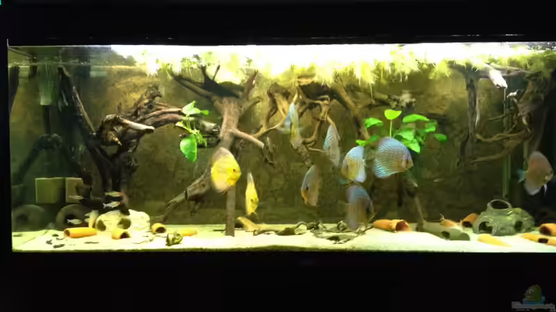 neue Gesamtansicht von Thomas S-H (8)