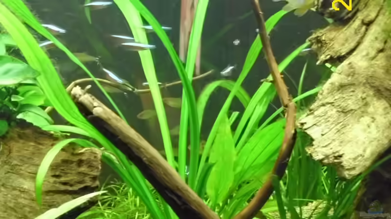 Neue kleine Moorkienwurzel von Günther Kröger (28)