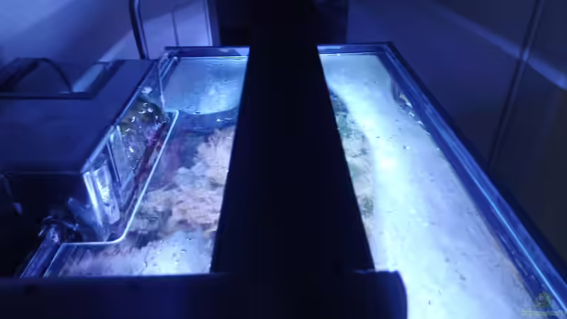 neue Lampe (Fluval Sea Marine 3.0) von Torsten Bullmahn (57)