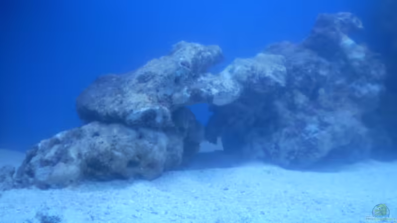 neue Lebendgestein von Sven K. (20)