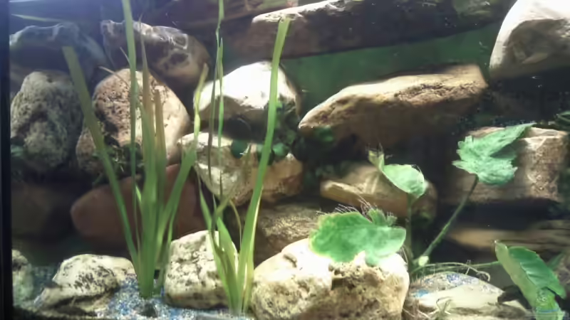 Neue linke Seite von mikael38 (3)