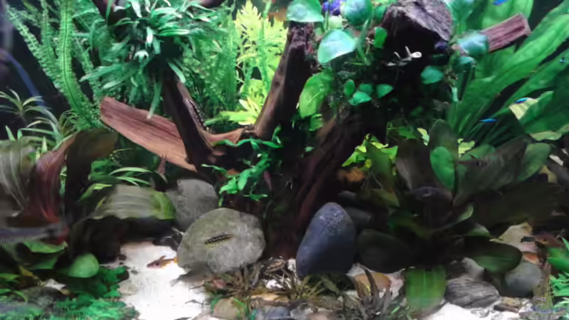 neue Mangrove XXL am 14.1.2016 von Grünhexe (154)