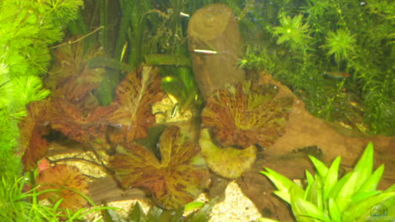 neue Mangrovenwurzel von Matthias Hage (6)