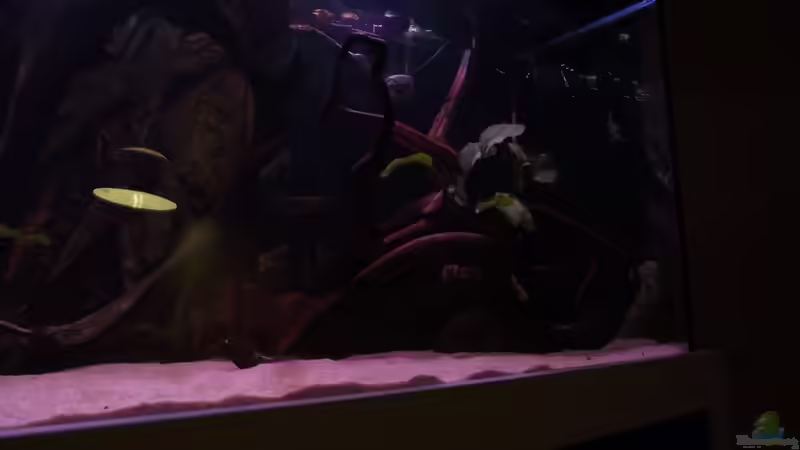 Neue Moorkienwurzel rechts von Dr. Manhattan (27)