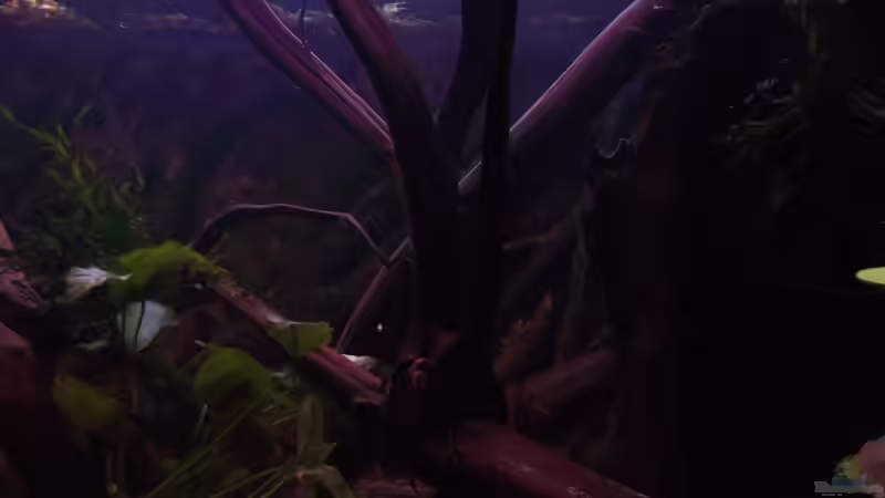 Neue Moorkienwurzel von Dr. Manhattan (26)