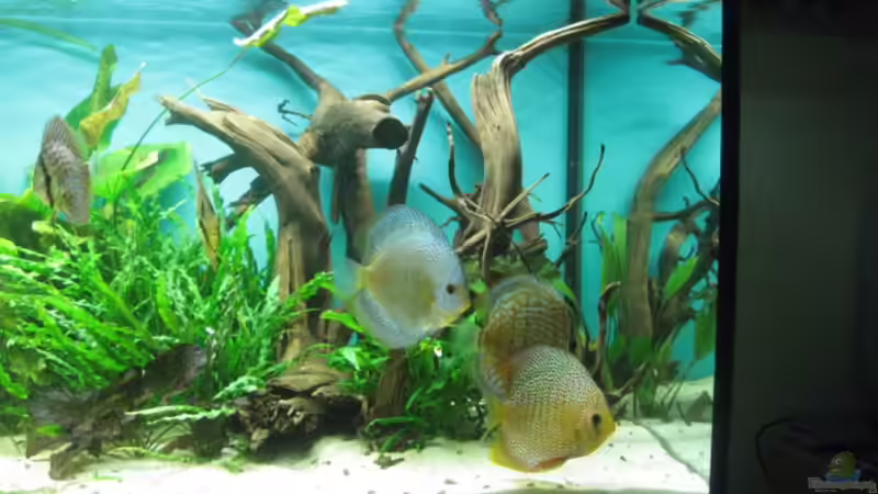 neue Moorkienwurzel von Korbi (14)