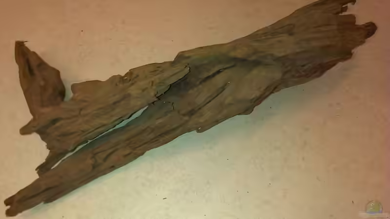 Neue Moorkienwurzel von Pflanzenfreund (13)