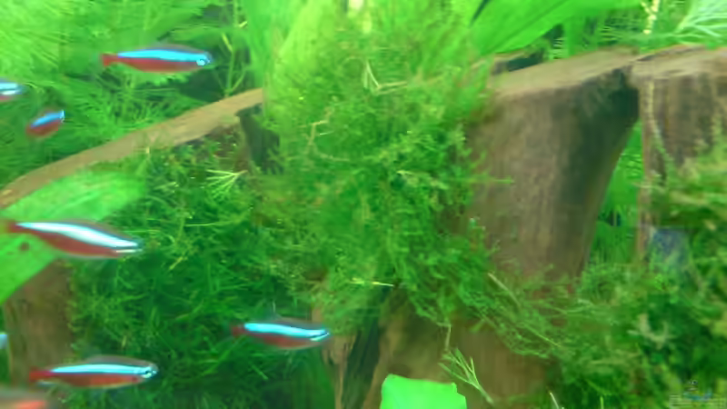 Neue Morkienwurzel bepflanzt mit Moos von Oliver Kemna (11)