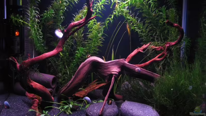 Neue Optik ohne Rosenstein